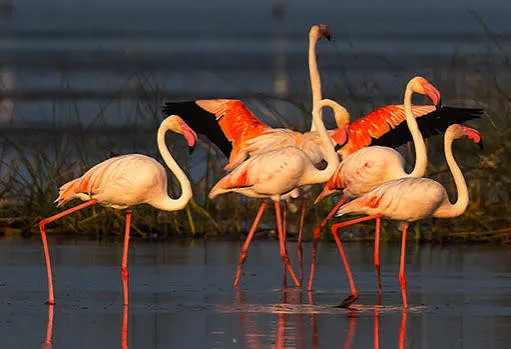 Chilika Lake